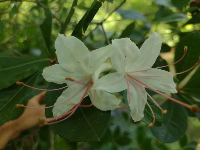 Smooth Azalea photo 6