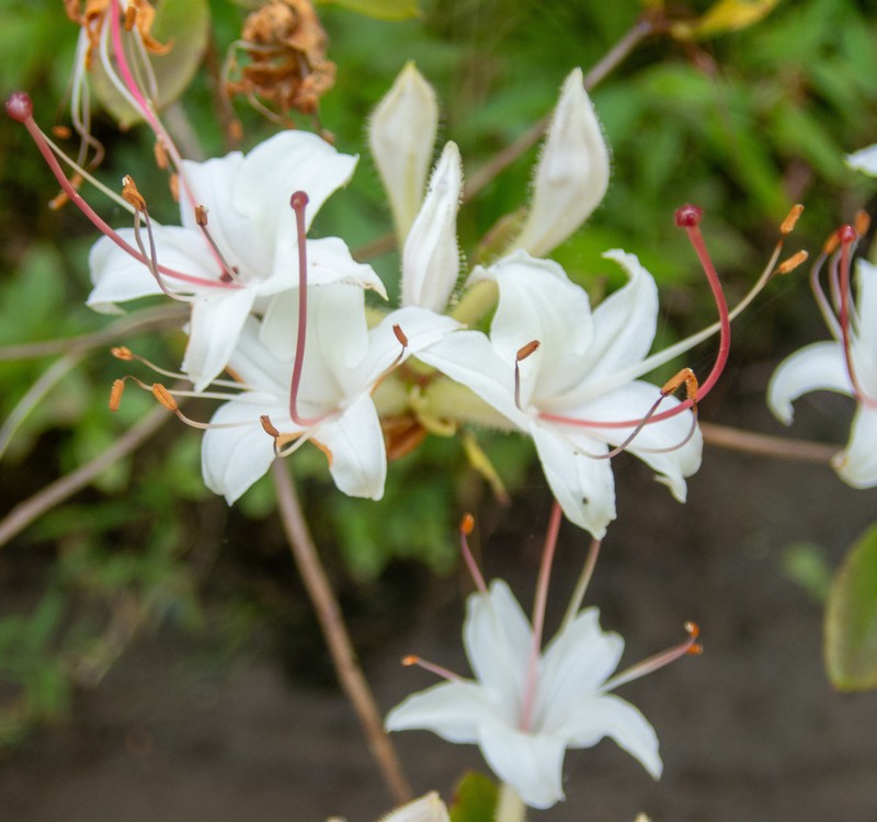 Smooth Azalea photo 7