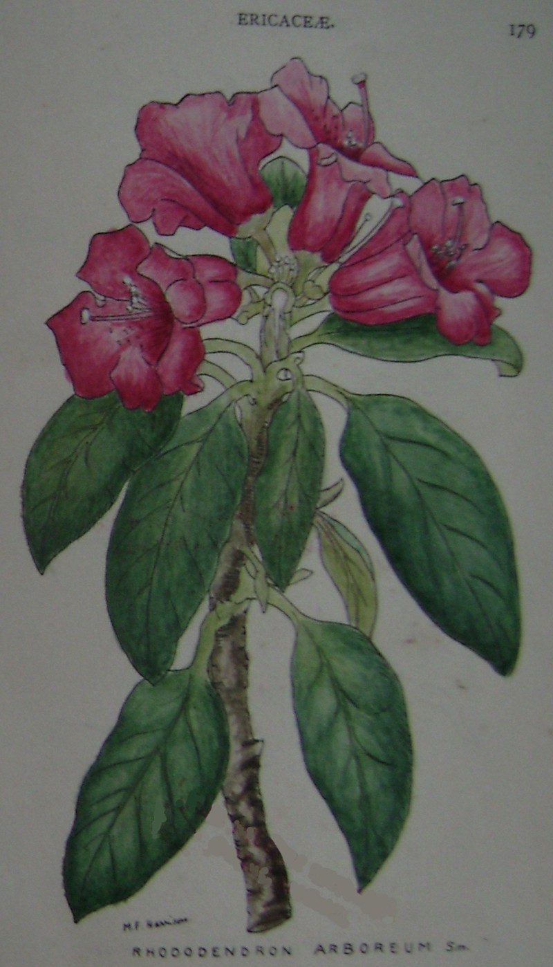 Rhododendron arboreum photo 2