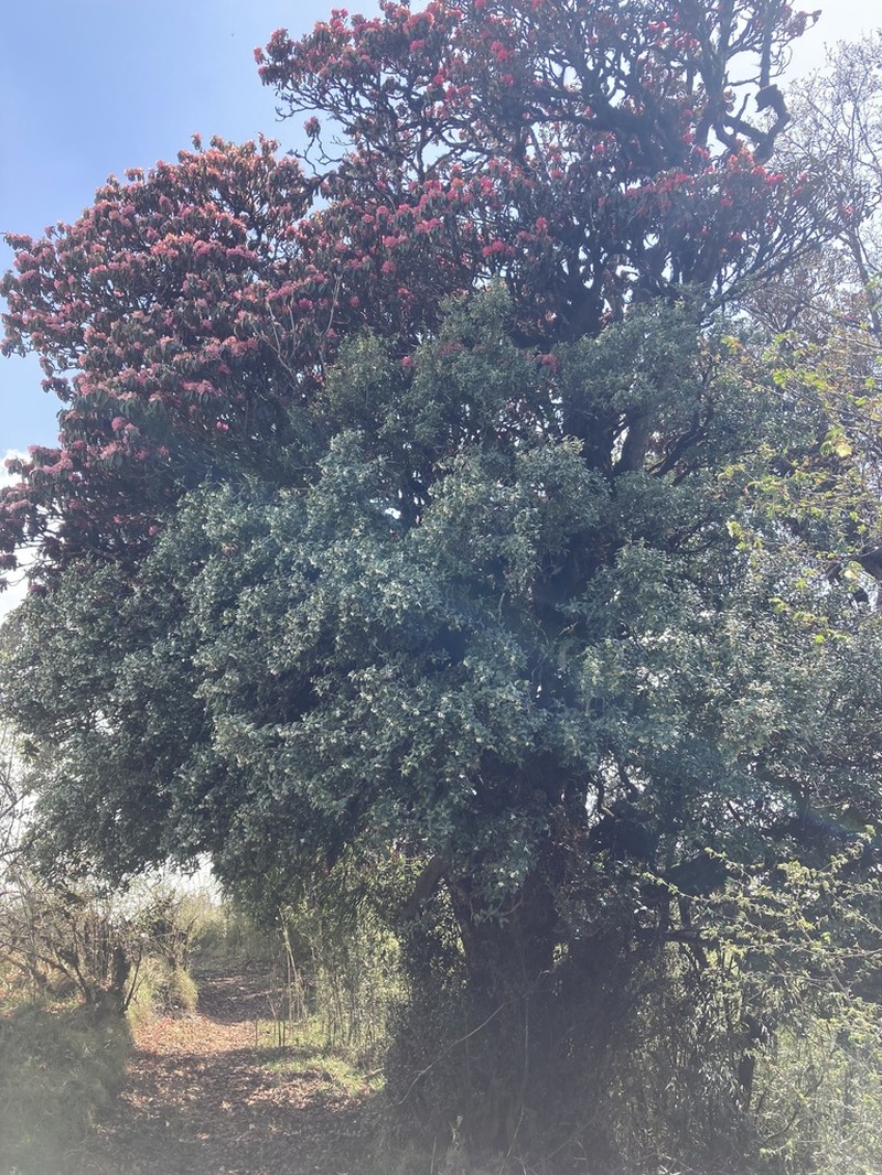 Rhododendron arboreum photo 3