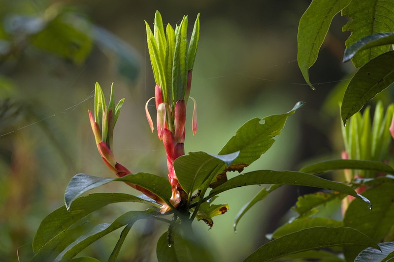 Rhododendron arboreum photo 4
