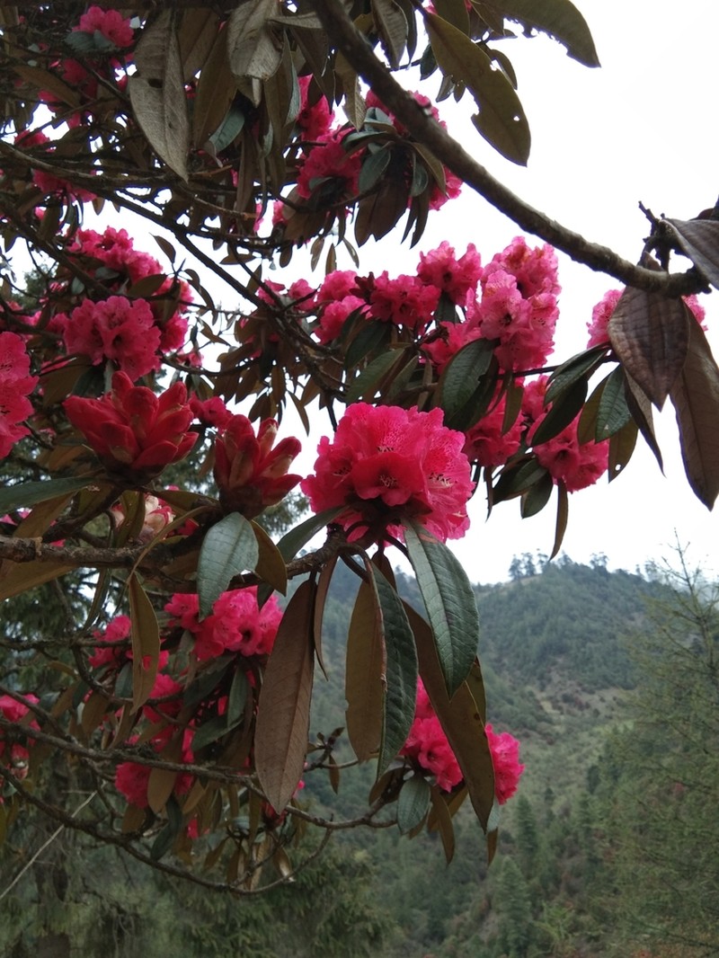 Rhododendron arboreum photo 5