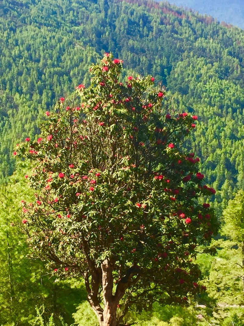 Rhododendron arboreum photo 6
