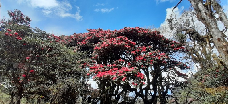 Rhododendron arboreum photo 7