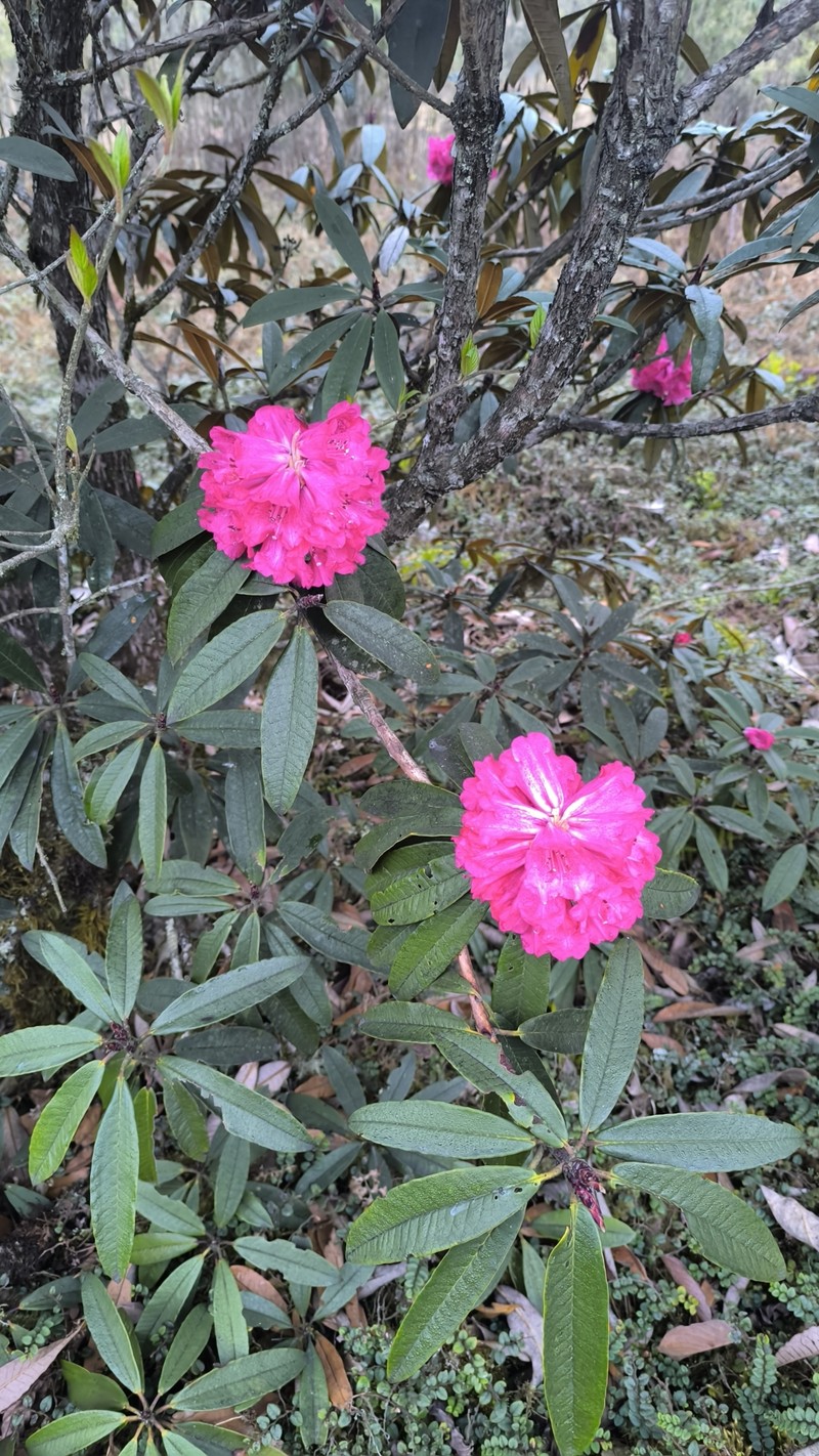 Rhododendron arboreum subsp. cinnamomeum