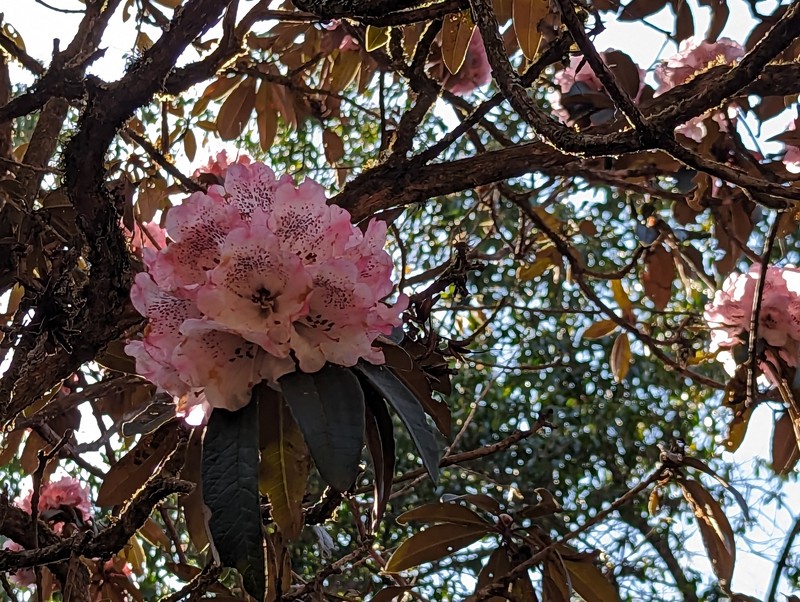 Rhododendron arboreum subsp. cinnamomeum photo 2