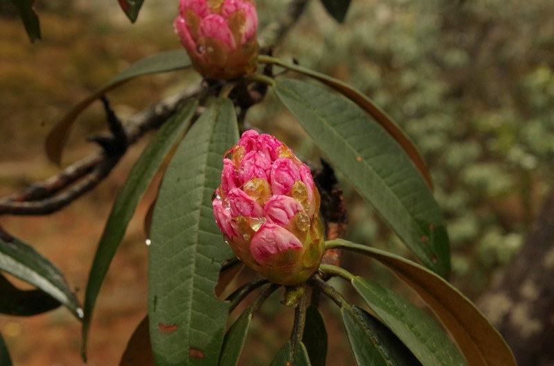 Rhododendron arboreum subsp. cinnamomeum photo 3
