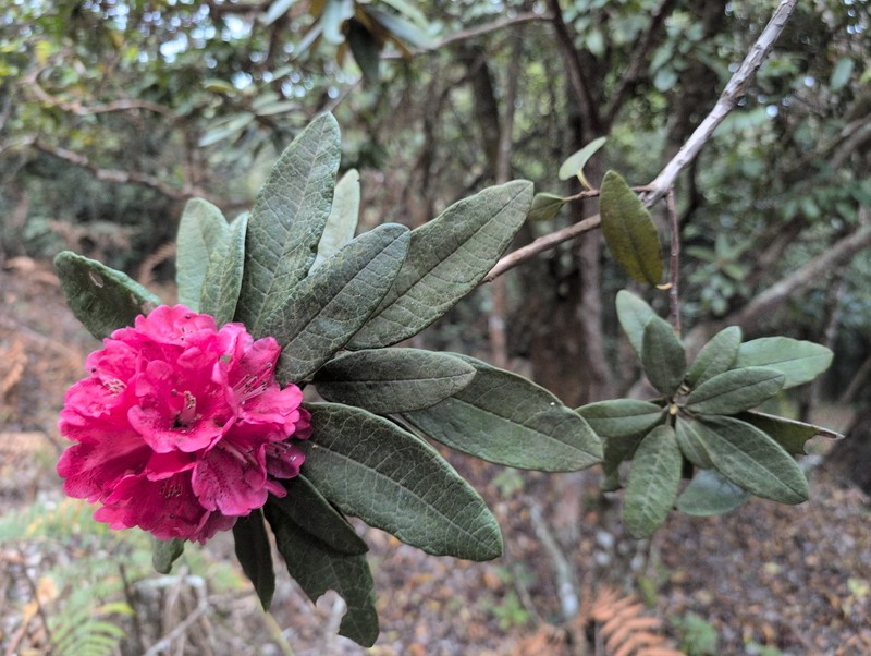 Rhododendron arboreum subsp. nilagiricum