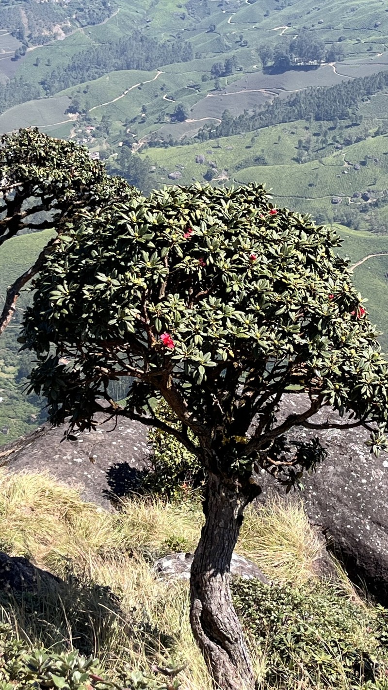 Rhododendron arboreum subsp. nilagiricum photo 2