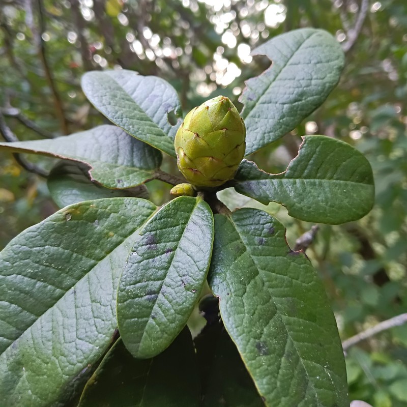 Rhododendron arboreum subsp. nilagiricum photo 3