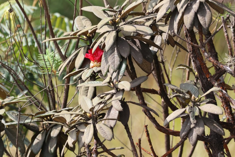 Rhododendron arboreum subsp. nilagiricum photo 4