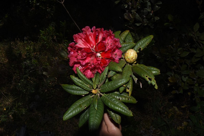 Rhododendron arboreum subsp. nilagiricum photo 5