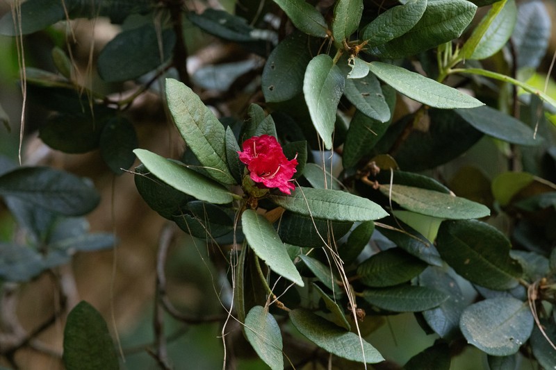 Rhododendron arboreum subsp. nilagiricum photo 6