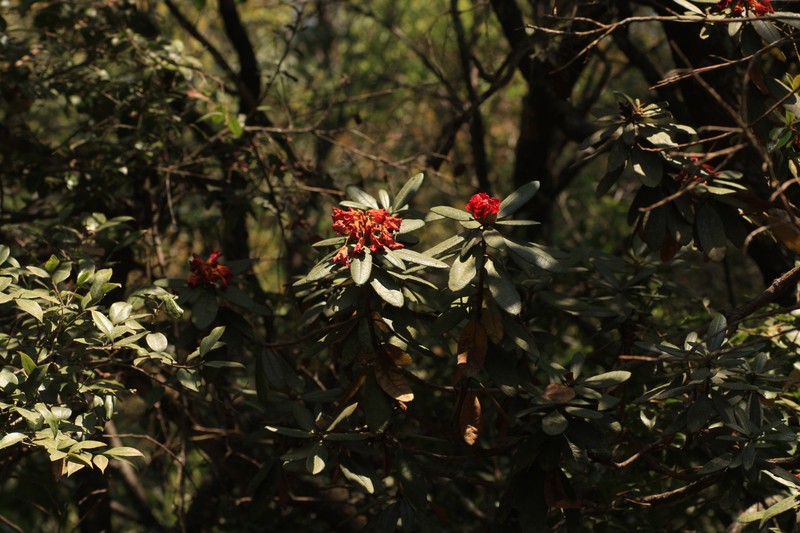 Rhododendron arboreum subsp. nilagiricum photo 7