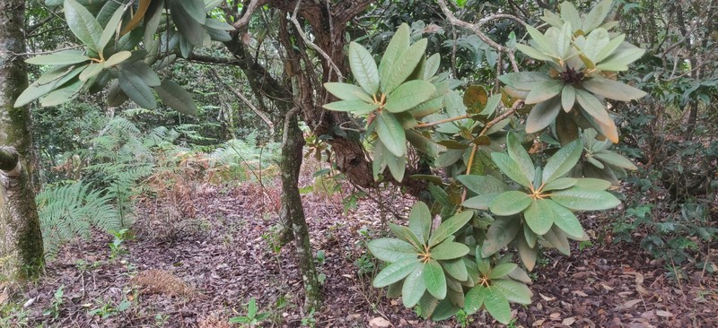 Rhododendron arboreum subsp. nilagiricum photo 8