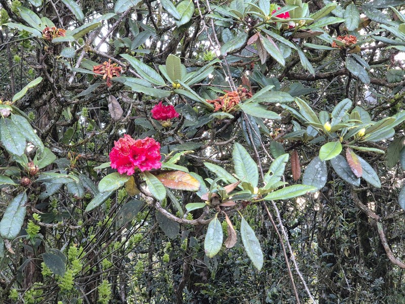 Rhododendron arboreum subsp. zeylanicum