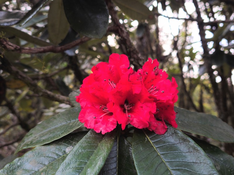 Rhododendron arboreum subsp. zeylanicum photo 2