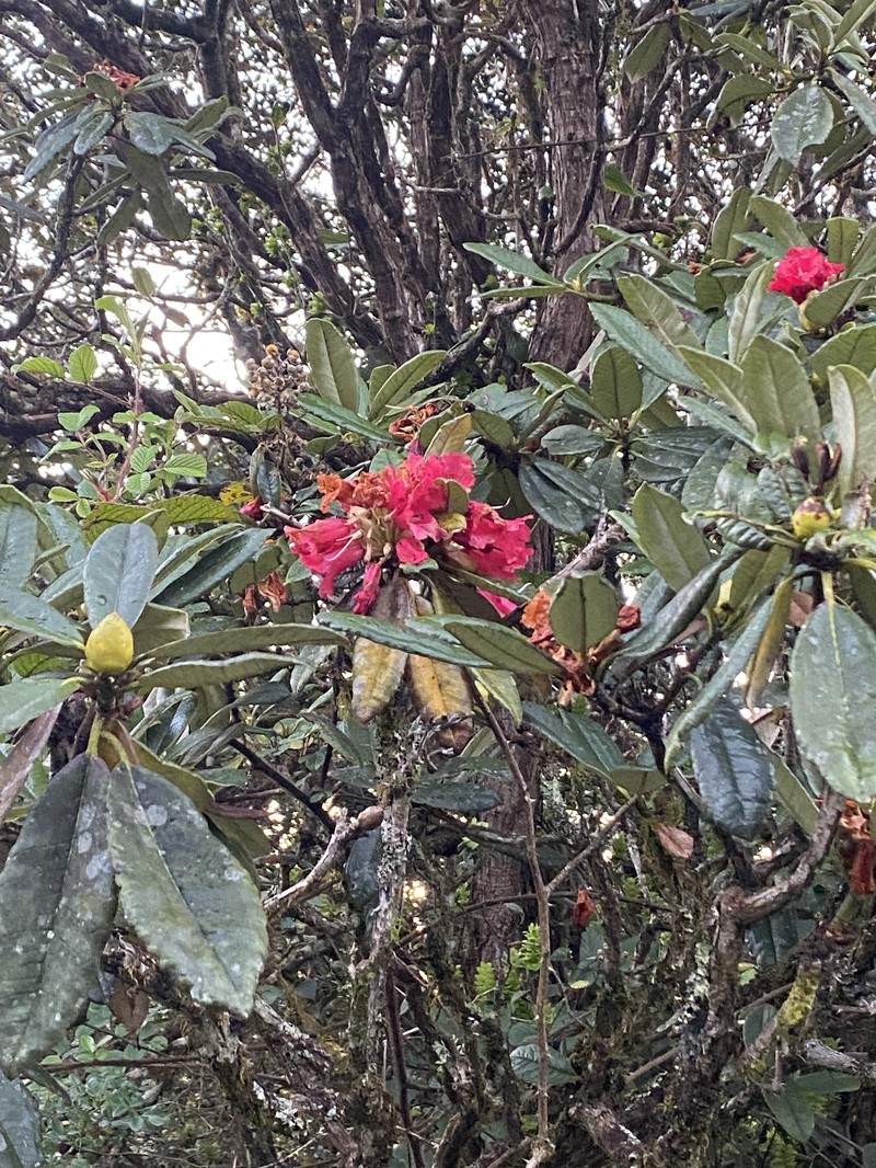 Rhododendron arboreum subsp. zeylanicum photo 3