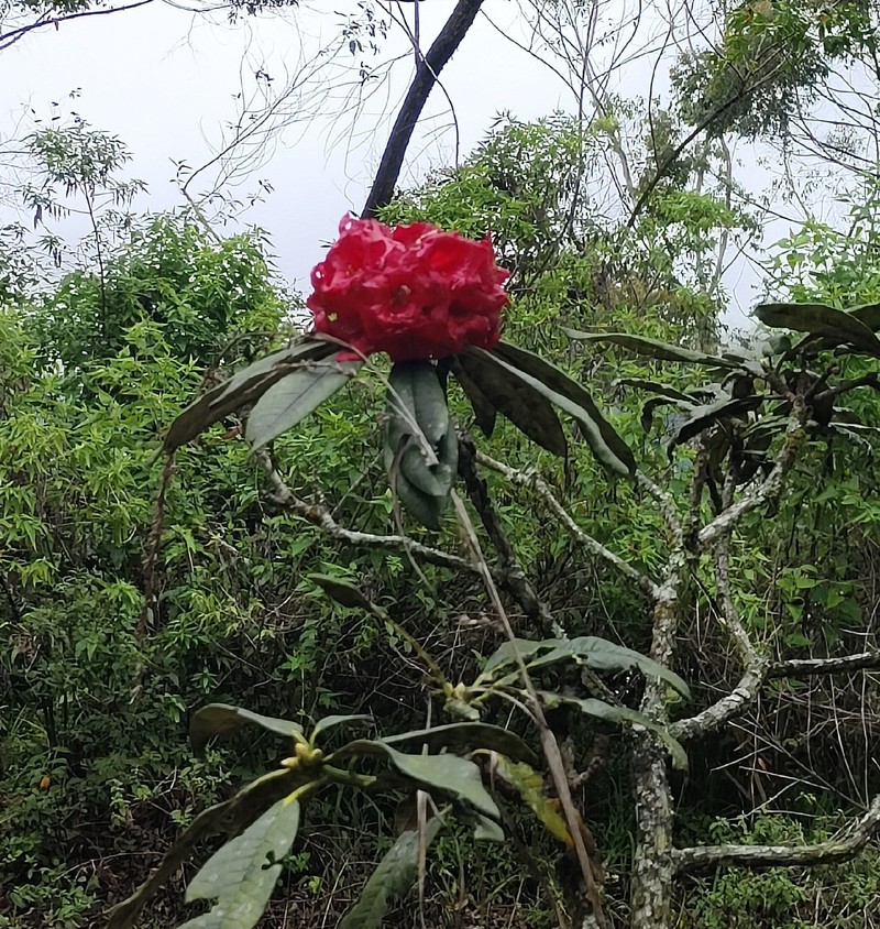 Rhododendron arboreum subsp. zeylanicum photo 4