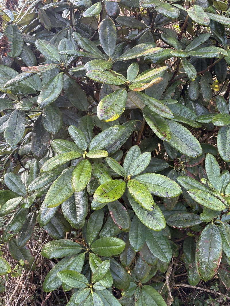 Rhododendron arboreum subsp. zeylanicum photo 5