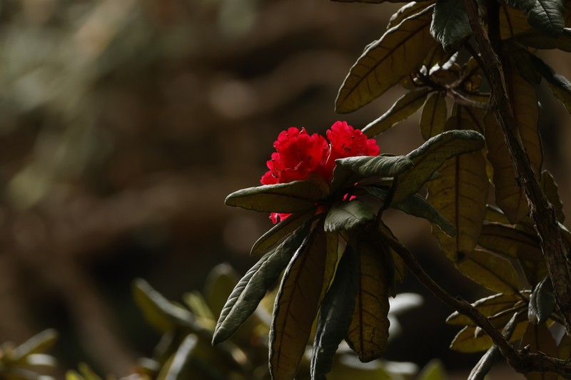 Rhododendron arboreum subsp. zeylanicum photo 6