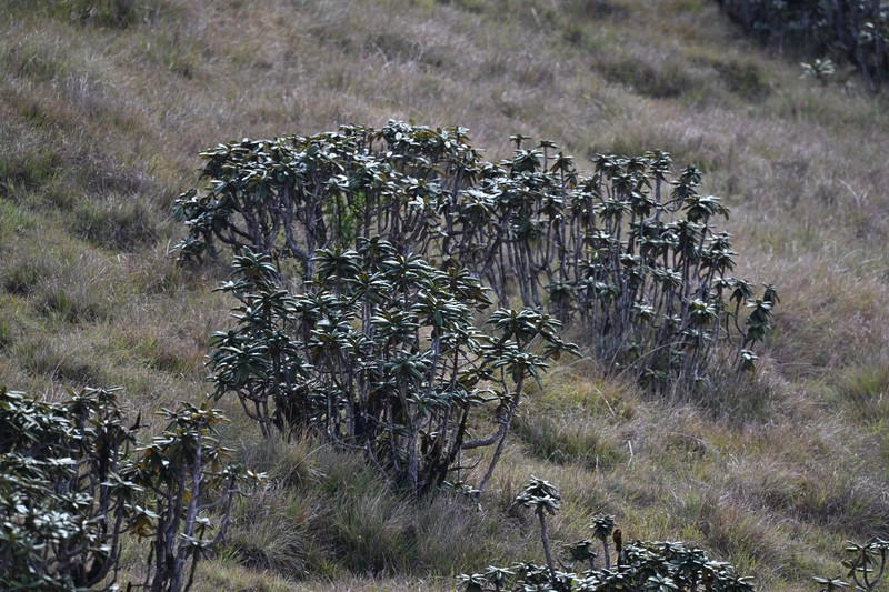 Rhododendron arboreum subsp. zeylanicum photo 7