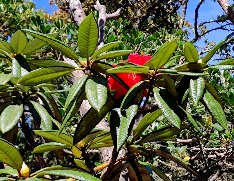 Rhododendron arboreum subsp. zeylanicum photo 8