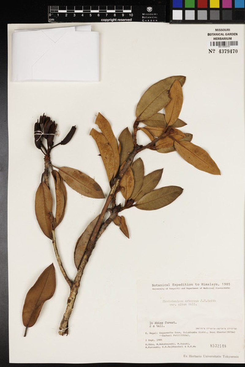 Rhododendron arboreum var. album