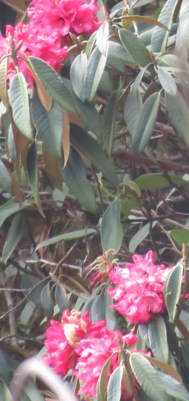 Rhododendron arboreum var. roseum