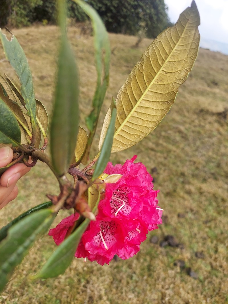 Rhododendron arboreum var. roseum photo 2
