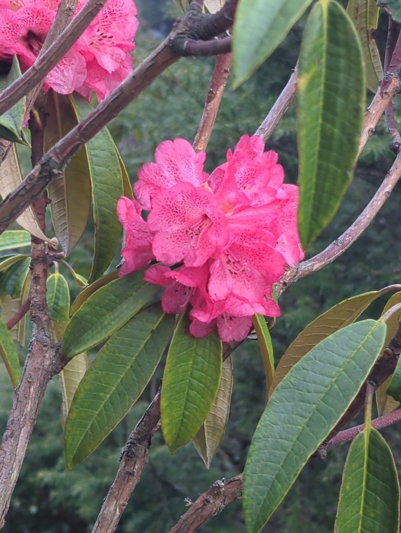 Rhododendron arboreum var. roseum photo 3