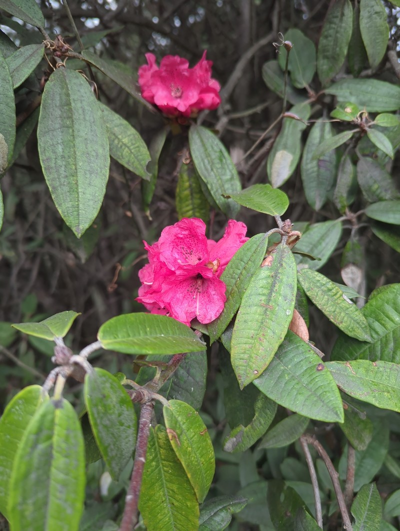 Rhododendron arboreum var. roseum photo 4