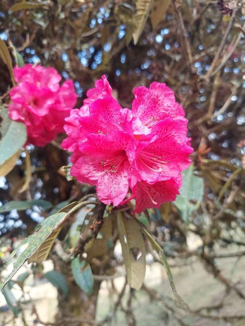 Rhododendron arboreum var. roseum photo 5