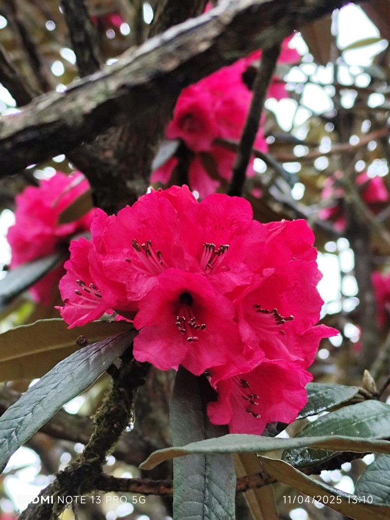 Rhododendron arboreum var. roseum photo 6