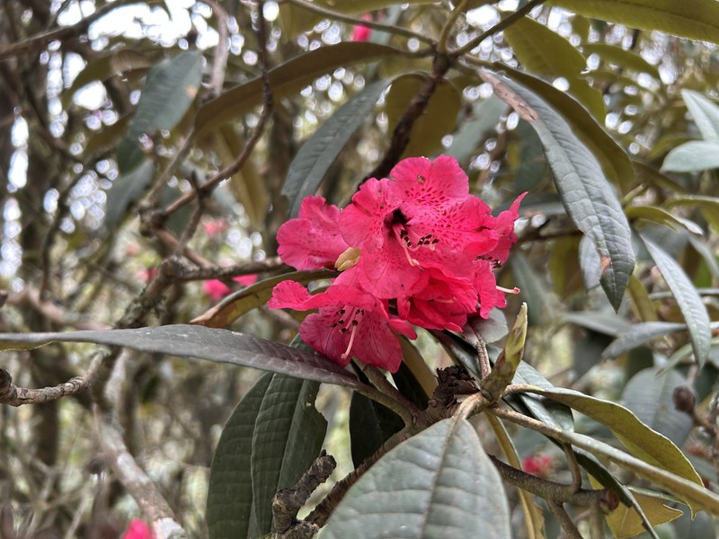 Rhododendron arboreum var. roseum photo 7