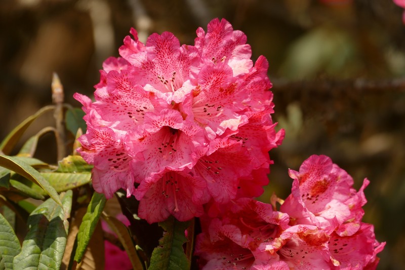Rhododendron arboreum var. roseum photo 8