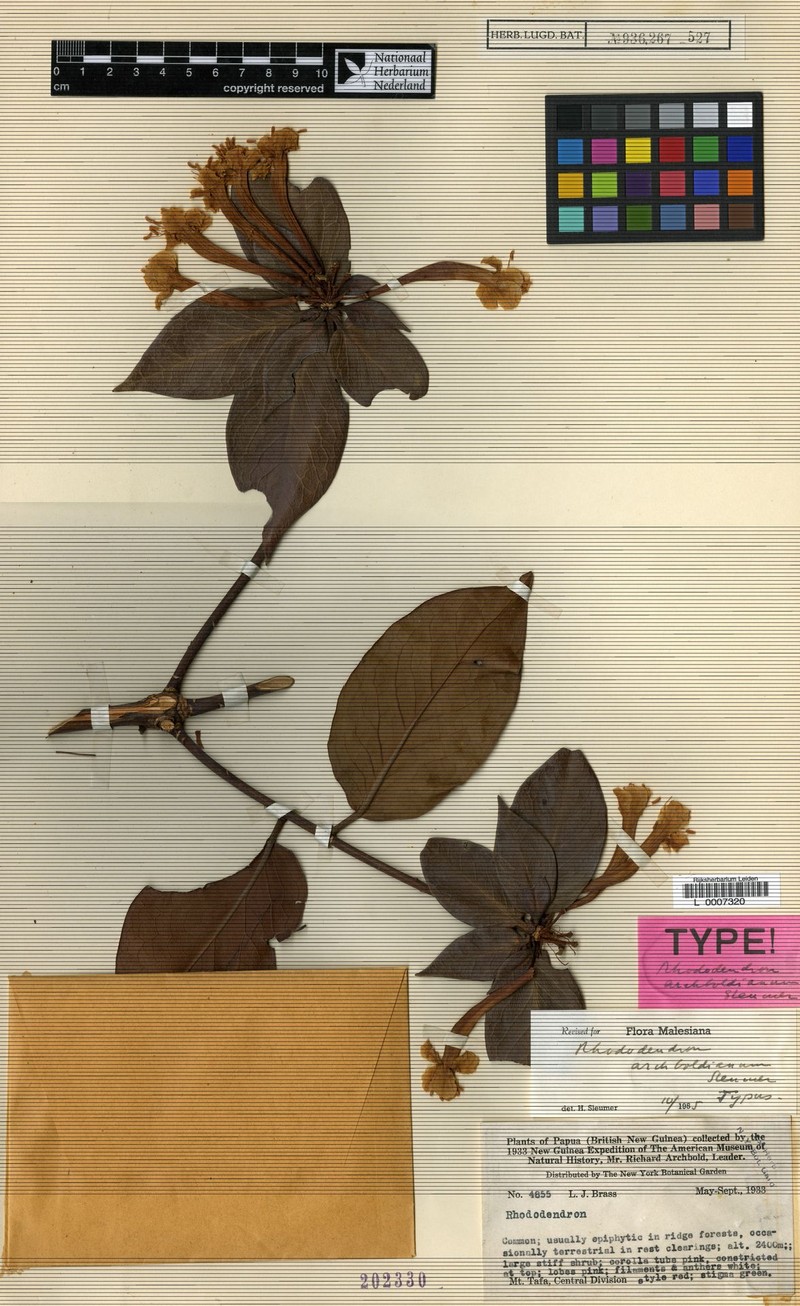 Rhododendron archboldianum