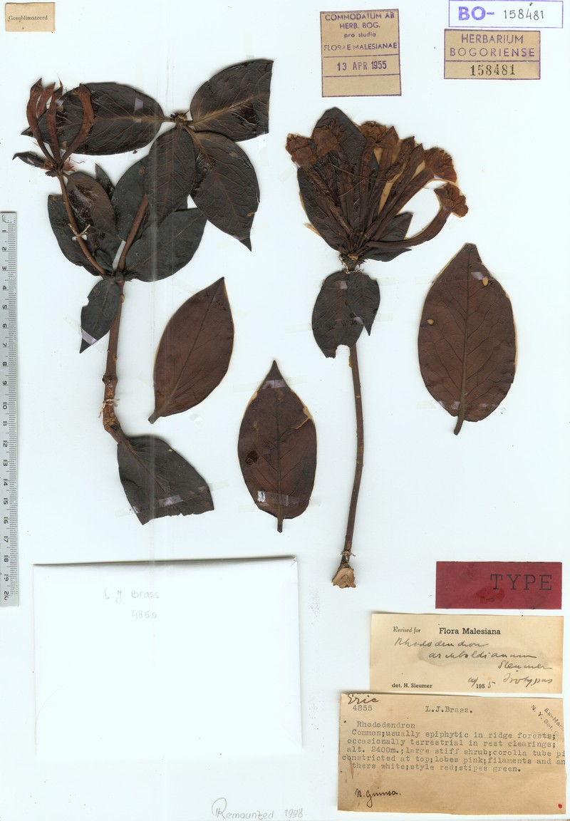 Rhododendron archboldianum photo 2
