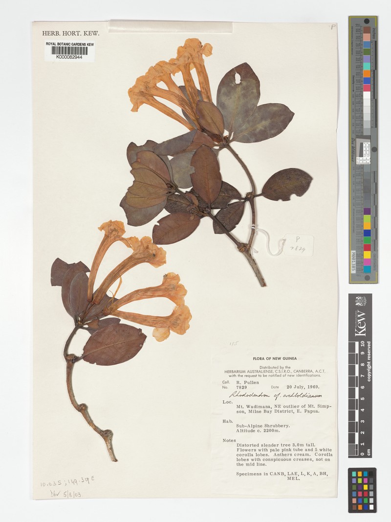 Rhododendron archboldianum photo 3