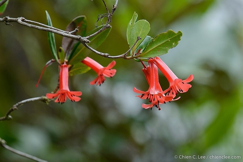 Rhododendron ardii