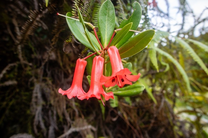 Rhododendron ardii photo 3