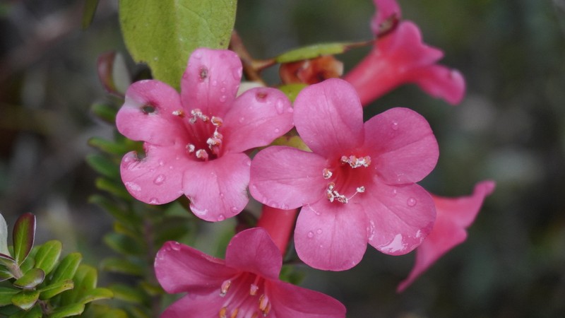 Rhododendron arenicola