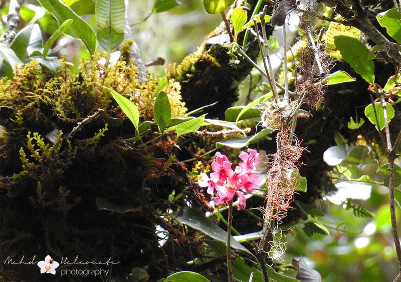 Rhododendron arfakianum
