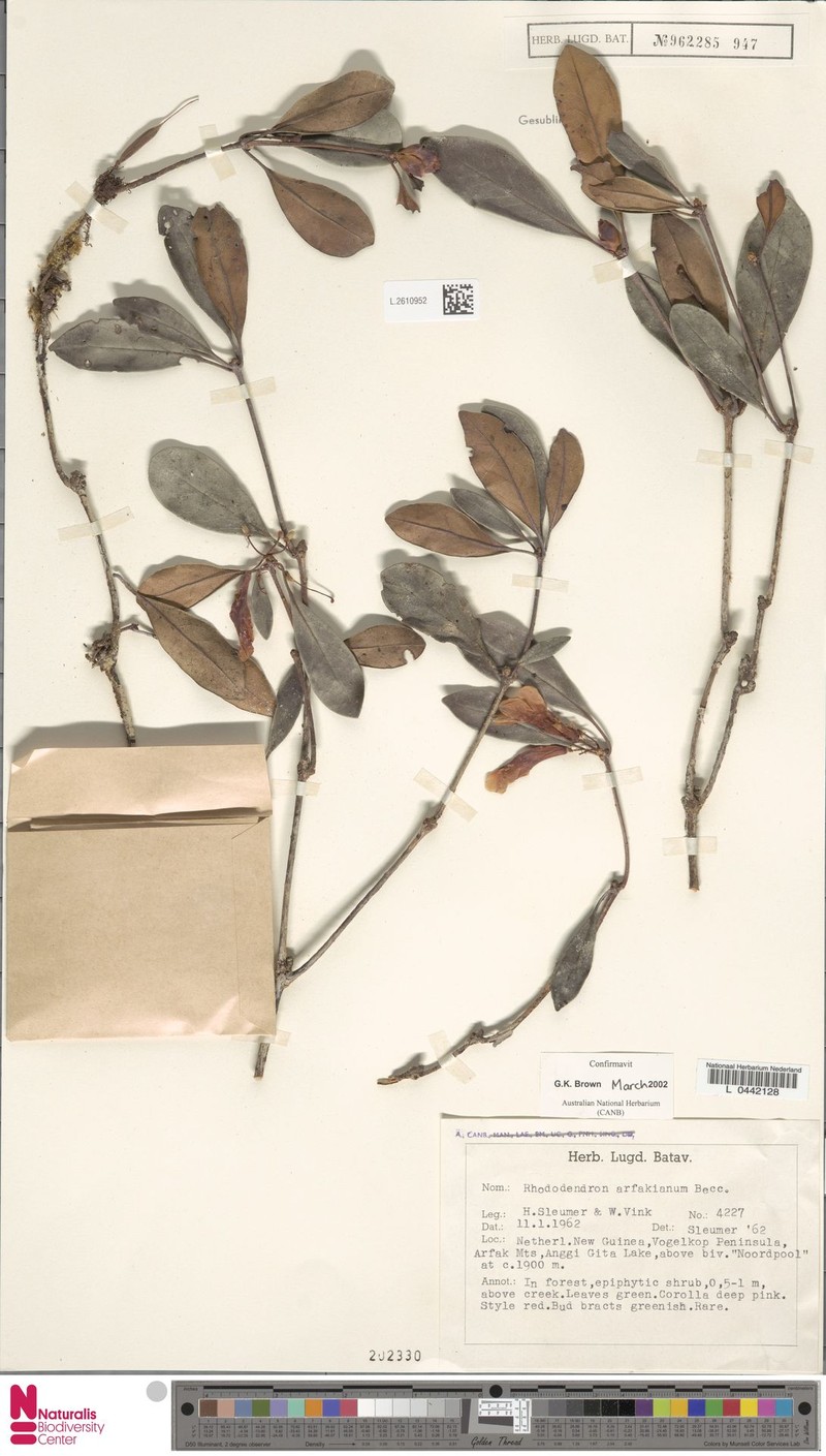 Rhododendron arfakianum photo 3