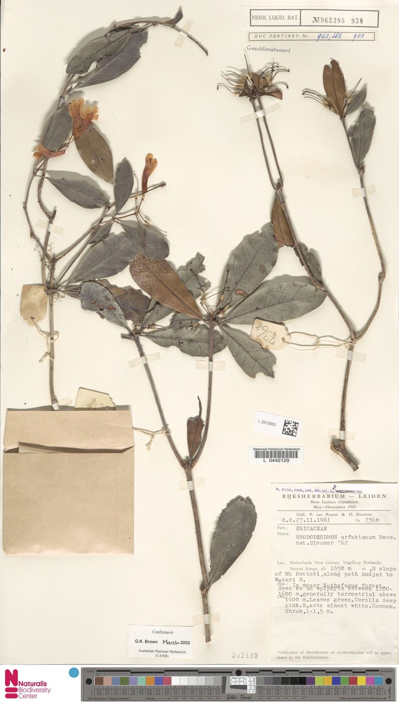 Rhododendron arfakianum photo 4