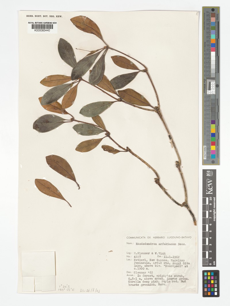 Rhododendron arfakianum photo 5