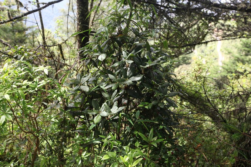 Rhododendron argipeplum photo 2
