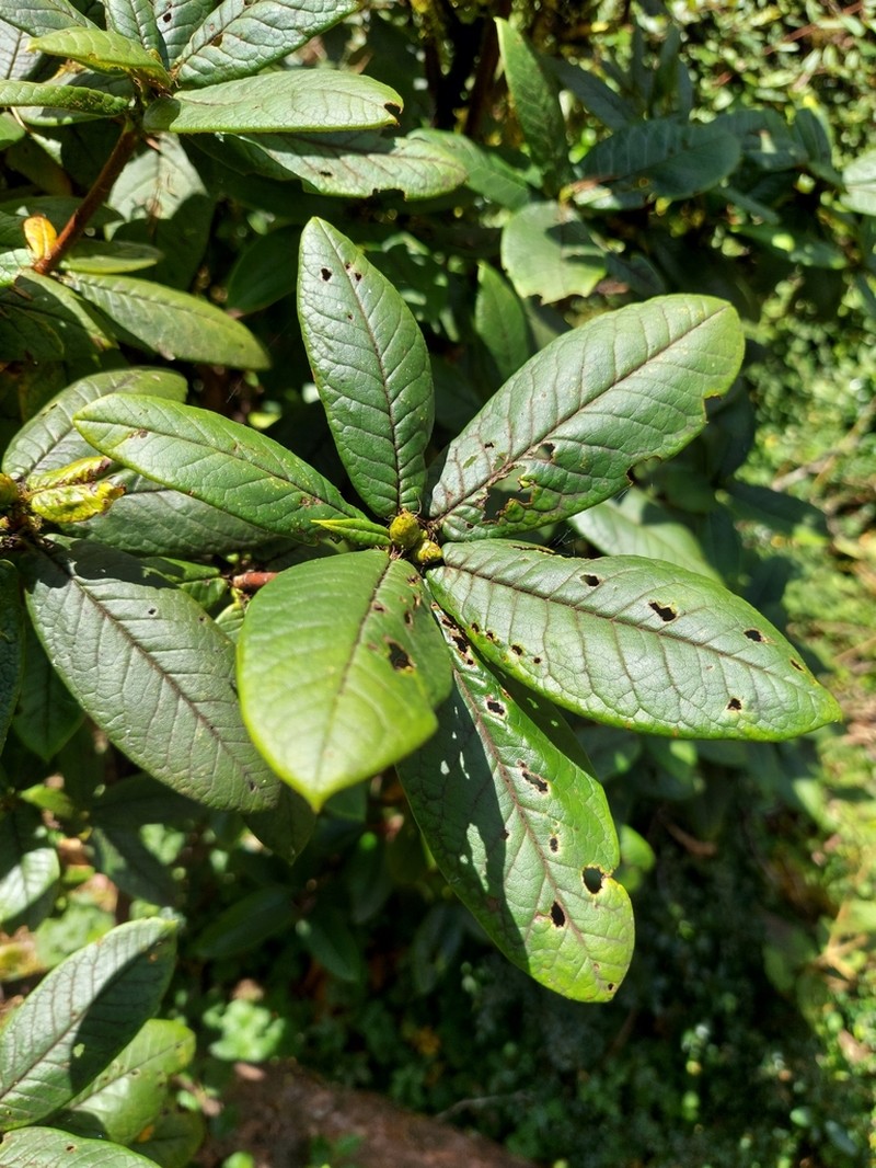 Rhododendron argipeplum photo 3