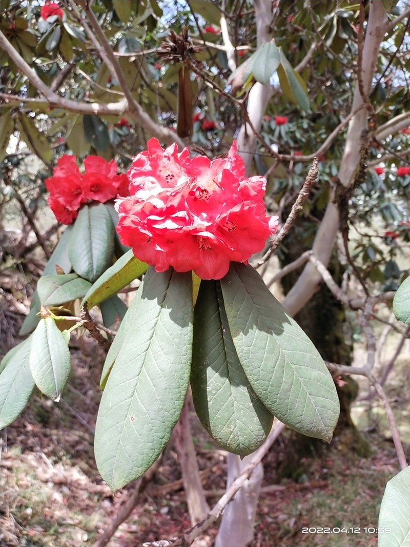 Rhododendron argipeplum photo 4