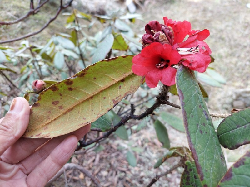 Rhododendron argipeplum photo 5